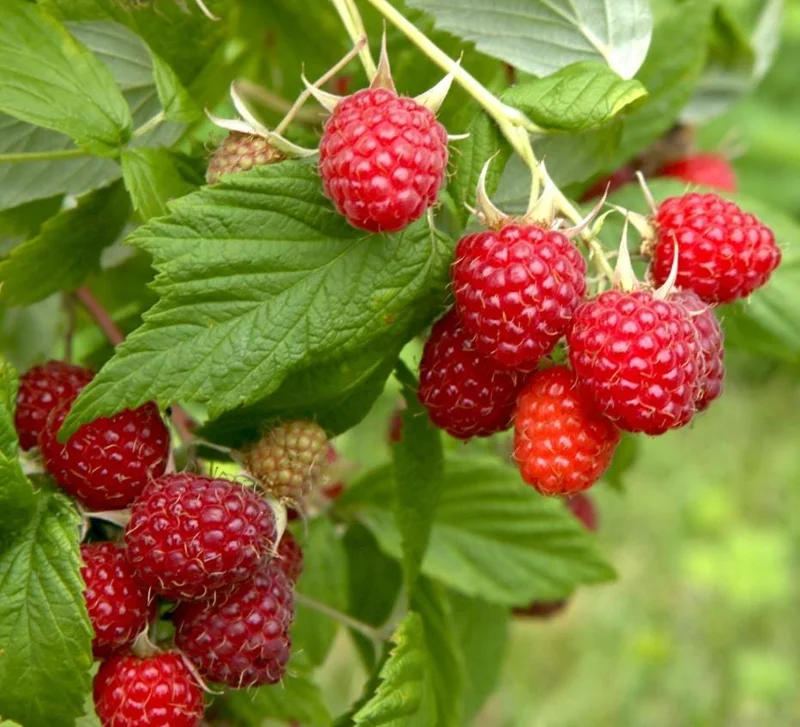 Red Raspberry Live Plant - 1-4 inch Tall - 2 inch Pot - Rubus idaeus - Image 3
