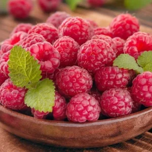 Red Raspberry Live Plant - 1-4 inch Tall - 2 inch Pot - Rubus idaeus - Image 5