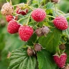 Red Raspberry Live Plant - 1-4 inch Tall - 2 inch Pot - Rubus idaeus - Image 1