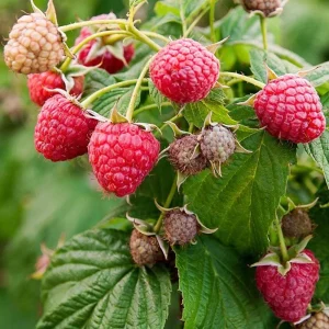 Red Raspberry Live Plant - 1-4 inch Tall - 2 inch Pot - Rubus idaeus - Image 1