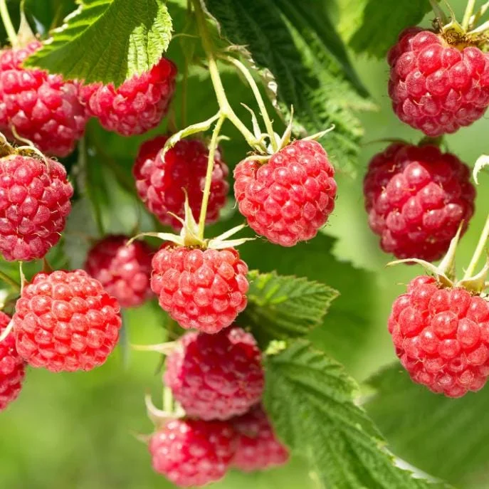 Red Raspberry Live Plant - 5 inch Tall Sweet Berry Bush for Edible Garden Outdoors - Image 3