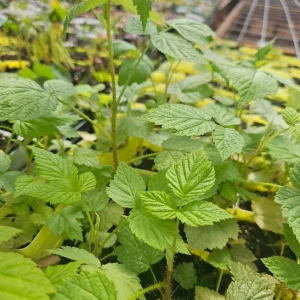 Red Raspberry Live Plant - 5 inch Tall Sweet Berry Bush for Edible Garden Outdoors - Image 5