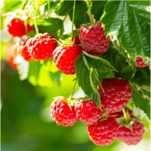 Red Raspberry Live Plant - Everbearing Bush, 5-10 Inch Tall, Sweet Berries Fruit Tree - Image 3