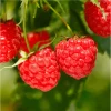 Red Raspberry Live Plant - Everbearing Bush, 5-10 Inch Tall, Sweet Berries Fruit Tree - Image 1