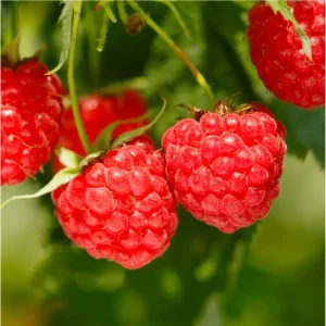 Red Raspberry Live Plant - Everbearing Bush, 5-10 Inch Tall, Sweet Berries Fruit Tree - Image 1