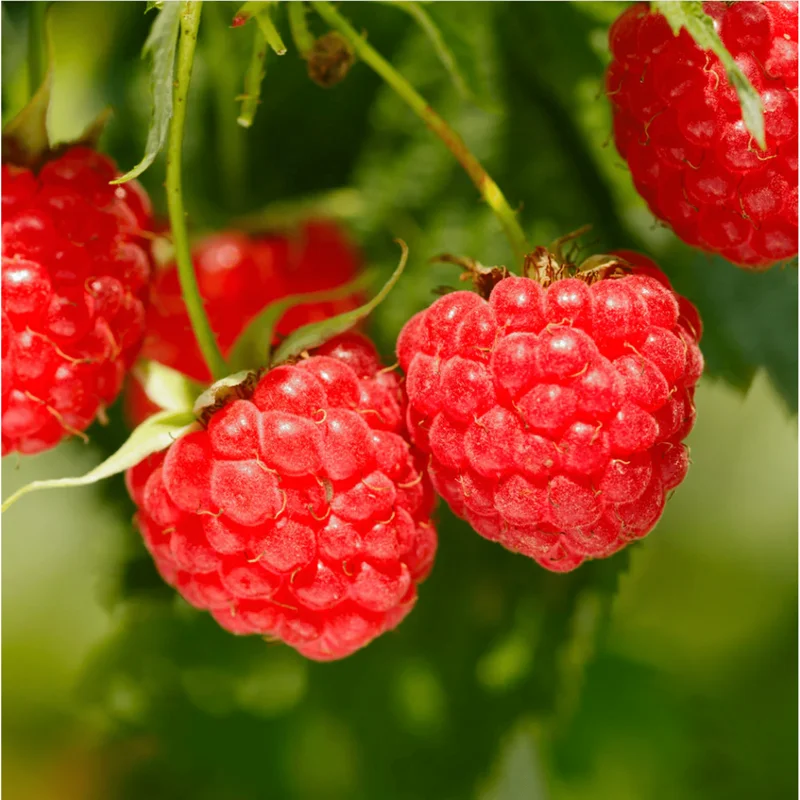 Red Raspberry Live Plant - Everbearing Bush, 5-10 Inch Tall, Sweet Berries Fruit Tree - Image 1