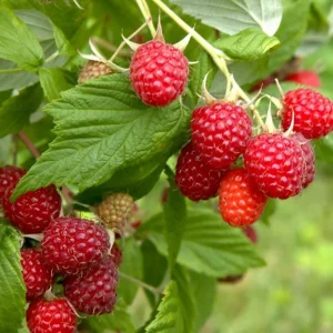 Red Raspberry Live Plant - Set of 2 - 5 inch Tall Sweet Berry Bush for Garden - Image 2
