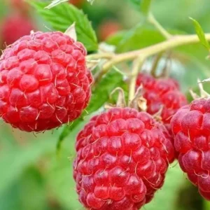 Red Raspberry Live Plant - Set of 2 - 5 inch Tall Sweet Berry Bush for Garden - Image 3