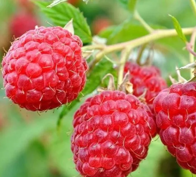 Red Raspberry Live Plant - Set of 2 - 5 inch Tall Sweet Berry Bush for Garden - Image 3