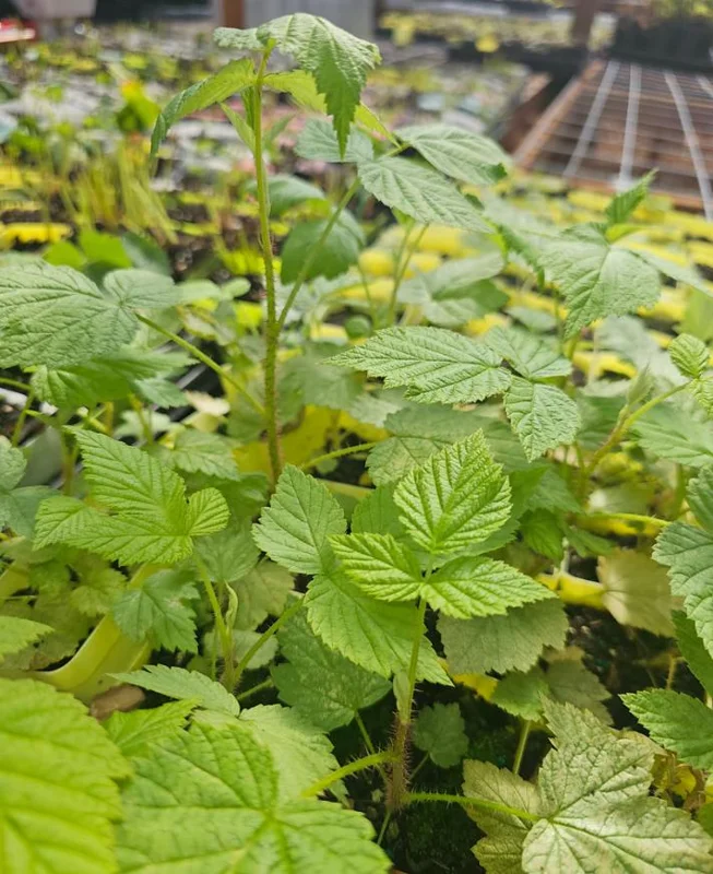 Red Raspberry Live Plant - Set of 2 - 5 inch Tall Sweet Berry Bush for Garden - Image 5