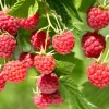 Red Raspberry Live Plant - Set of 2 - 5 inch Tall Sweet Berry Bush for Garden - Image 1