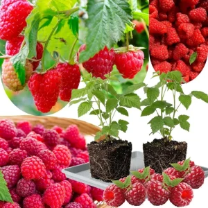 Red Raspberry Plant Live 6-12 Inch Tall Bare Root Cane Edible Berry Outdoor - Image 2