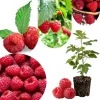 Red Raspberry Plant Live 6-12 Inch Tall Bare Root Cane Edible Berry Outdoor - Image 1