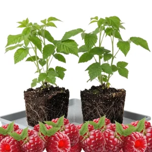 Red Raspberry Plant Live 6-12 Inch Tall Bare Root Cane Edible Berry Outdoor - Image 3