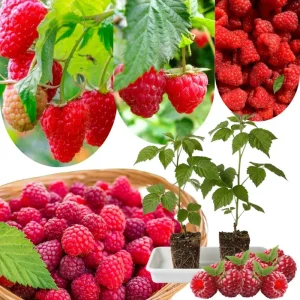 Red Raspberry Plant Live 6-12 Inch Tall Bare Root Cane Edible Berry Outdoor - Image 4