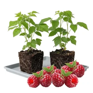 Red Raspberry Plant Live 6-12 Inch Tall Bare Root Cane Edible Berry Outdoor - Image 5