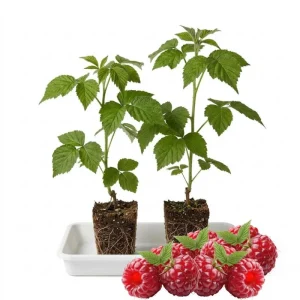 Red Raspberry Plant Live 6-12 Inch Tall Bare Root Cane Edible Berry Outdoor - Image 6