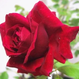 Red Rose Bush Live Plant - Christian Rose, 4-6 Inch, Fragrant Outdoor - Image 2