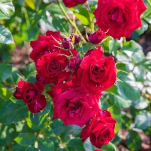 Red Rose Bush Live Plant - Christian Rose, 4-6 Inch, Fragrant Outdoor - Image 3