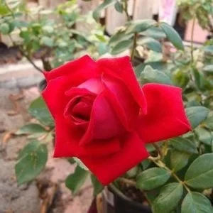 Red Rose Bush Live Plant - Christian Rose, 4-6 Inch, Fragrant Outdoor - Image 4