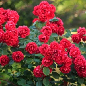 Red Rose Bush Live Plant - Christian Rose, 4-6 Inch, Fragrant Outdoor - Image 1