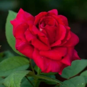 Red Rose Bush Live Plant - Christian Rose, 4-6 Inch, Fragrant Outdoor - Image 5