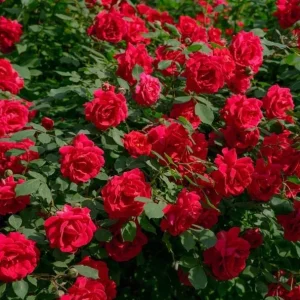 Red Rose Bush Live Plant - Christian Rose, 4-6 Inch, Fragrant Outdoor - Image 6