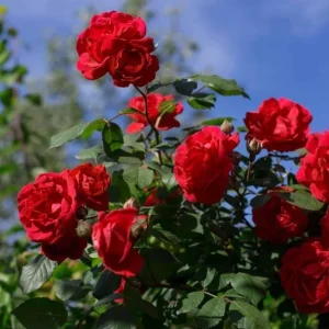 Red Rose Bush Live Plant - Christian Rose, 4-6 Inch, Fragrant Outdoor - Image 7