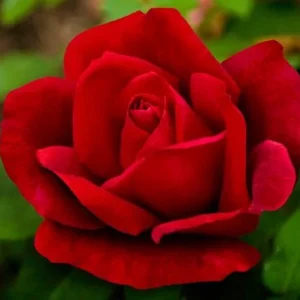 Red Rose Live Plant, Chrysler Imperial Hybrid Tea Rose Bush, 4-6 Inch, Fragrant - Image 2