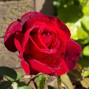 Red Rose Live Plant, Chrysler Imperial Hybrid Tea Rose Bush, 4-6 Inch, Fragrant - Image 3