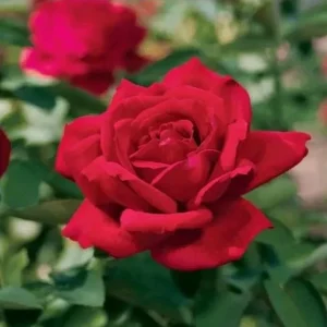 Red Rose Live Plant, Chrysler Imperial Hybrid Tea Rose Bush, 4-6 Inch, Fragrant - Image 4