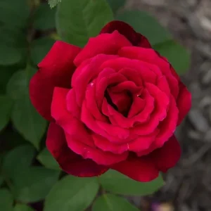 Red Rose Live Plant, Chrysler Imperial Hybrid Tea Rose Bush, 4-6 Inch, Fragrant - Image 5