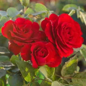 Red Rose Live Plant, Chrysler Imperial Hybrid Tea Rose Bush, 4-6 Inch, Fragrant - Image 6