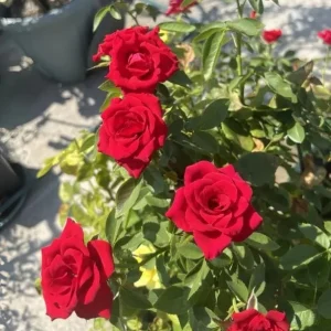 Red Rose Live Plant, Chrysler Imperial Hybrid Tea Rose Bush, 4-6 Inch, Fragrant - Image 7