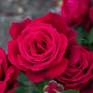 Red Rose Live Plant, Chrysler Imperial Hybrid Tea Rose Bush, 4-6 Inch, Fragrant - Image 1