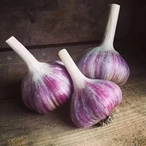 Red Russian Garlic Bulbs for Planting – Hardneck Garlic – 8 Bulbs – Outdoor - Image 2
