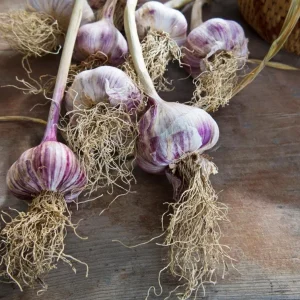 Red Russian Garlic Bulbs for Planting – Hardneck Garlic – 8 Bulbs – Outdoor - Image 3