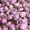 Red Russian Garlic Bulbs for Planting – Hardneck Garlic – 8 Bulbs – Outdoor - Image 1
