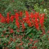 Red Salvia Live Plant – Perennial Flower – Red Blooms – 4 Inch Pot - Image 1