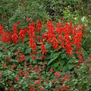 Red Salvia Live Plant – Perennial Flower – Red Blooms – 4 Inch Pot - Image 1