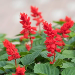 Red Salvia Live Plant – Perennial Flower – Red Blooms – 4 Inch Pot - Image 2
