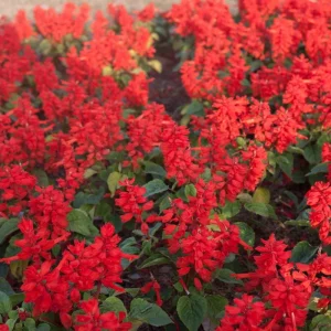 Red Salvia Live Plant – Perennial Flower – Red Blooms – 4 Inch Pot - Image 3