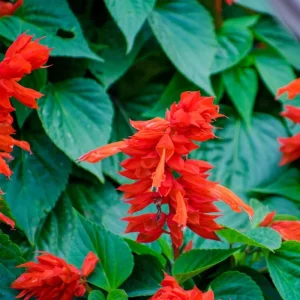 Red Salvia Live Plant – Perennial Flower – Red Blooms – 4 Inch Pot - Image 4