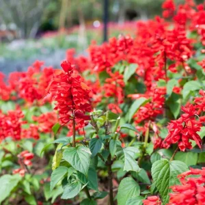 Red Salvia Live Plant – Perennial Flower – Red Blooms – 4 Inch Pot - Image 5