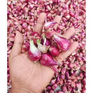 Red Shallot Bulbs for Planting - 1lb Pack, Easy Grow Onion Sets - Image 4
