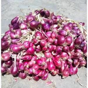 Red Shallot Bulbs for Planting - 1lb Pack, Easy Grow Onion Sets - Image 5