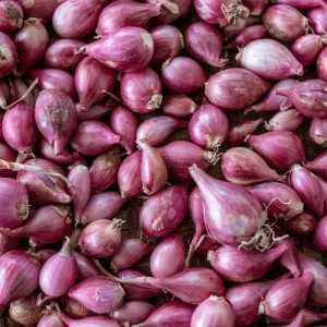 Red Shallot Bulbs for Planting - 1lb Pack, Easy Grow Onion Sets - Image 6