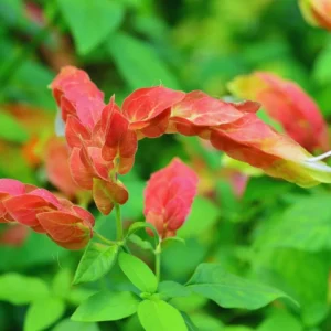 Red Shrimp Plant Live Starter - 4 Inch Pot, 3-6 Inch Tall - Indoor/Outdoor - Image 4