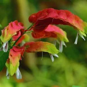 Red Shrimp Plant Live Starter - 4 Inch Pot, 3-6 Inch Tall - Indoor/Outdoor - Image 6