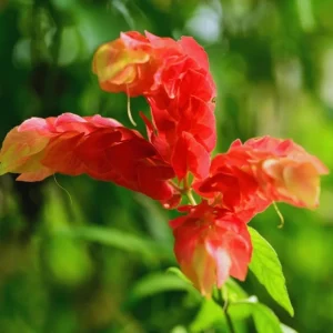 Red Shrimp Plant Live Starter - 4 Inch Pot, 3-6 Inch Tall - Indoor/Outdoor - Image 7